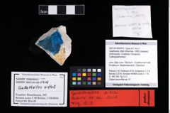 NHMW-GEO-2007z0149-0416_Ol_01.tifGalatheites zitteli (Moericke, 1889)  (NHMW-GEO-2007z0149-0416)